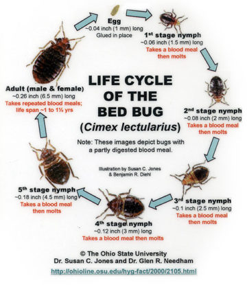 Bed Bugs 101 | What You Should Know | Integrity Pest Solutions