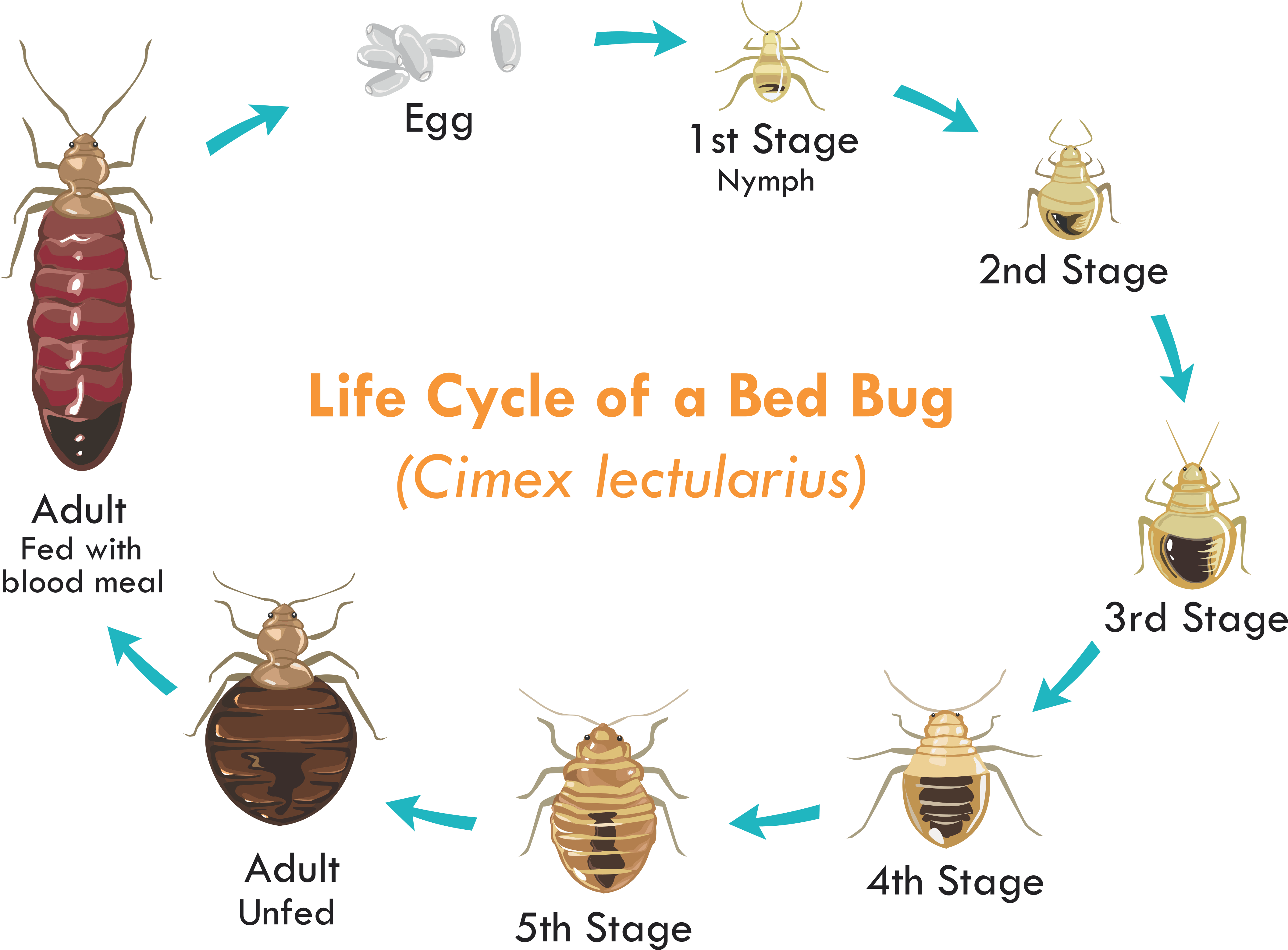#1 Bed Bug Removal & Treatment Baltimore
