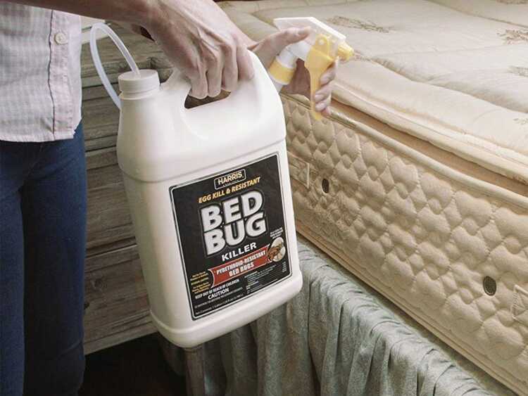 https://www.ohiogotbugs.com/wp-content/uploads/2020/01/Bed-Bug-Chemical-Spraying.jpg